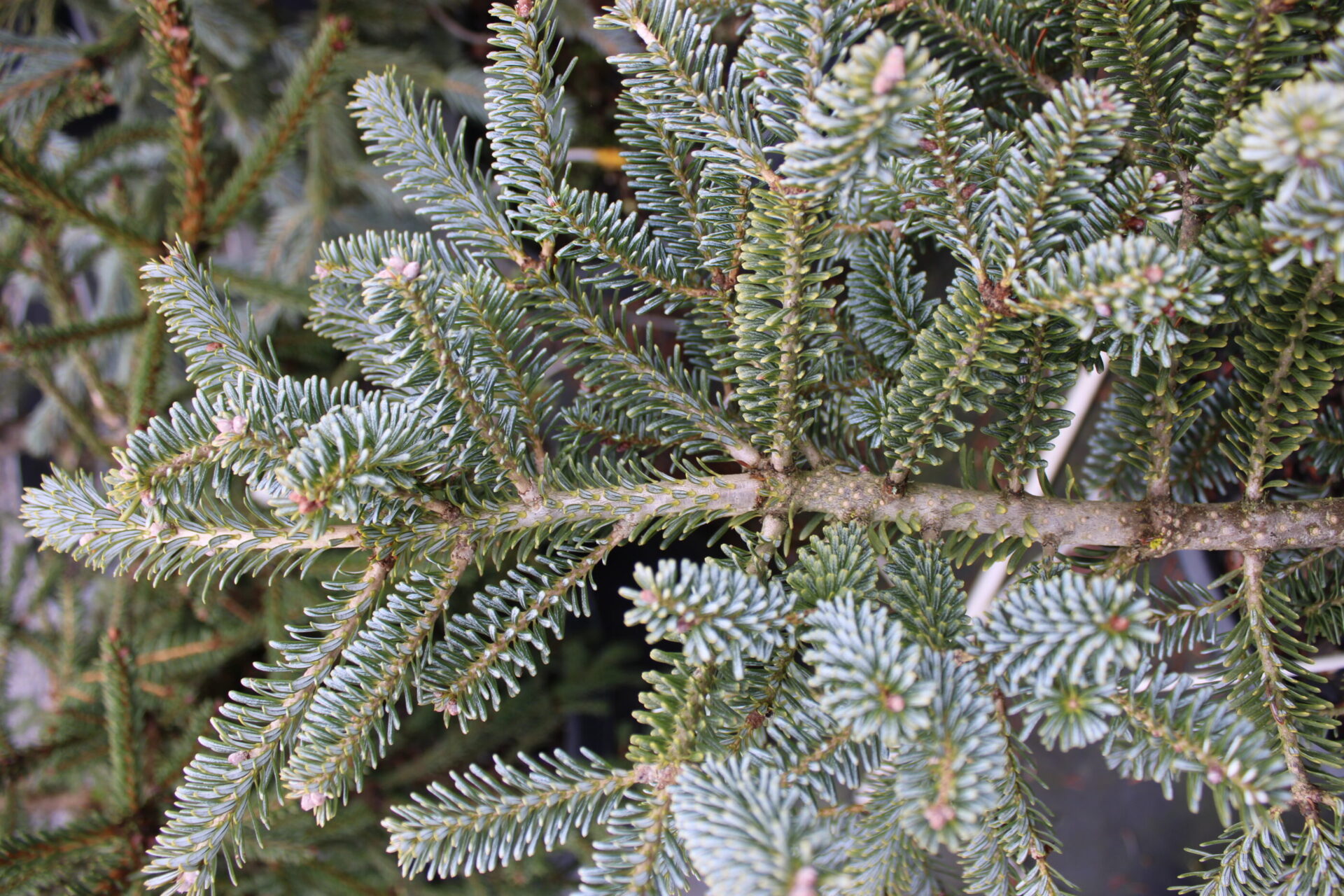 Abies koreana 
